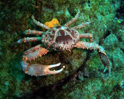 Le crabe-araignée épineux Le crabe-araignée épineux