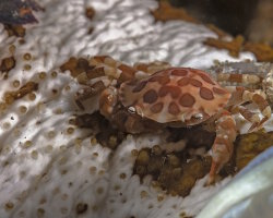 Crabe arlequin (Lissocarcinus orbicularis) Crabe arlequin (Lissocarcinus orbicularis)