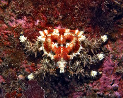 Crabe coeur (Phyllolithodes papillosus) Crabe coeur (Phyllolithodes papillosus)