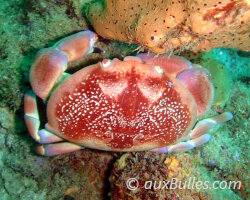 Crabe corail (Carpilius corallinus) Crabe corail (Carpilius corallinus)