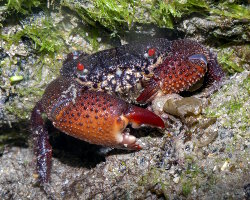 Crabe de récif aux yeux rouge (Eriphia ferox)