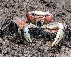 Crabe des cocotiers (Birgus latro) Crabe des cocotiers (Birgus latro)
