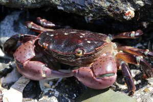 Crabe violet du rivage (Hemigrapsus nudus)