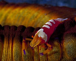 Crevette impériale (Zenopontonia rex) Crevette impériale (Zenopontonia rex)