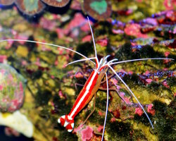 La crevette nettoyeuse d'Amboine La crevette nettoyeuse d'Amboine