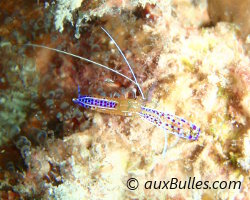 Crevette nettoyeuse de Pederson (Ancylomenes pedersoni) Crevette nettoyeuse de Pederson (Ancylomenes pedersoni)