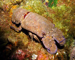 Grande cigale de mer (Scyllarides latus) Grande cigale de mer (Scyllarides latus)