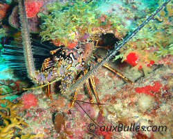 Langouste des Caraïbes ou langouste royale (Panulirus argus)