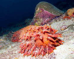 Concombre de mer épineux (Thelenota ananas)