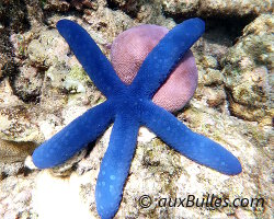 Etoile de mer bleue (Linckia laevigata) Etoile de mer bleue (Linckia laevigata)