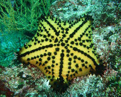 Etoile de mer cookie (Nidorellia armata) Etoile de mer cookie (Nidorellia armata)