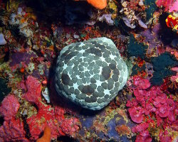 Etoile de mer coussin du Pacifique (Culcita novaeguineae) Etoile de mer coussin du Pacifique (Culcita novaeguineae)