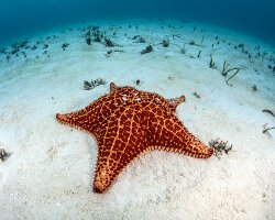 Etoile de mer coussin réticulée (Oreaster reticulatus)