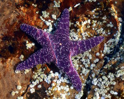 Etoile de mer pourpre ou ocre (Pisaster ochraceus)