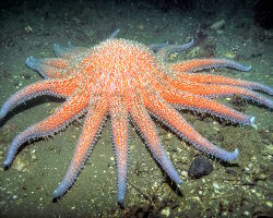 L'étoile de mer soleil L'étoile de mer soleil
