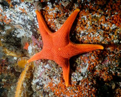 Etoile de mer vermillon (Mediaster aequalis) Etoile de mer vermillon (Mediaster aequalis)