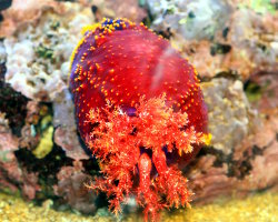 Pomme de mer australienne (Pseudocolochirus axiologus) Pomme de mer australienne (Pseudocolochirus axiologus)