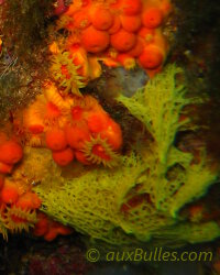 Clathrine jaune (Clathrina clathrus) Clathrine jaune (Clathrina clathrus)