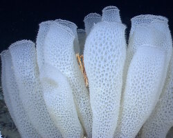 Corbeille de Vénus (Euplectella aspergillum) Corbeille de Vénus (Euplectella aspergillum)