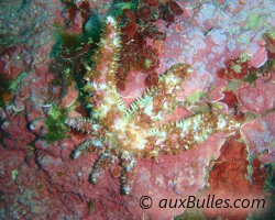 Etoile de mer épineuse (Coscinasterias tenuispina)