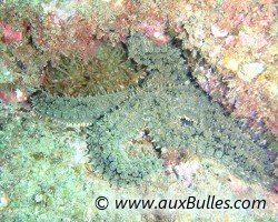 Etoile de mer glaciaire (Marthasterias glacialis)