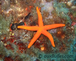 Etoile de mer rouge (Echinaster sepositus) Etoile de mer rouge (Echinaster sepositus)