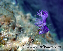 Flabelline mauve (Flabellina affinis)