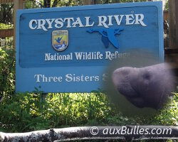 Nager avec les lamantins à Crystal River