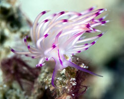 Flabelline à lignes rouges (Coryphellina rubrolineata)