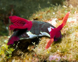 Limace de mer de Chamberlain (Nembrotha chamberlaini) Limace de mer de Chamberlain (Nembrotha chamberlaini)