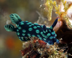 Limace de mer noire à pois verts (Nembrotha cristata)