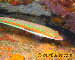 Girelle commune (Coris julis) Girelle commune (Coris julis)