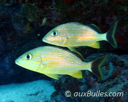 Gorette bleue (Haemulon sciurus) Gorette bleue (Haemulon sciurus)