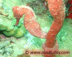 Hippocampe à long museau (Hippocampus reidi) Hippocampe à long museau (Hippocampus reidi)