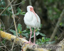 Un ibis blanc dans le parc naturel de « Ding Darling » Un ibis blanc dans le parc naturel de « Ding Darling »