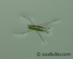 Le gerris ou l'araignée d'eau Le gerris ou l'araignée d'eau