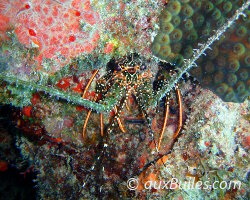 Langouste brésilienne (Panulirus guttatus)