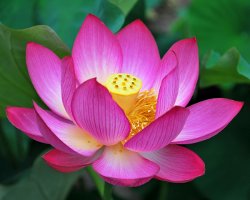 Le lotus sacré Le lotus sacré