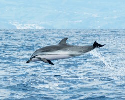 Dauphin bleu et blanc (Stenella coeruleoalba) Dauphin bleu et blanc (Stenella coeruleoalba)