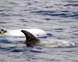 Dauphin de Risso (Grampus griseus)