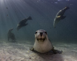 Lion de mer australien (Neophoca cinerea)