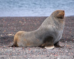 Otarie des Kerguelen (Arctocephalus gazella) Otarie des Kerguelen (Arctocephalus gazella)
