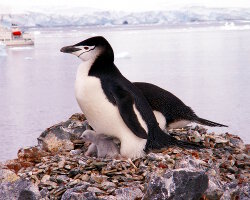 Manchot à jugulaire (Pygoscelis antarcticus) Manchot à jugulaire (Pygoscelis antarcticus)