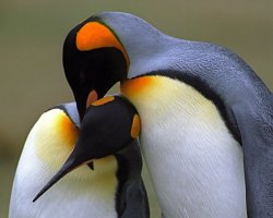 Manchot royal (Aptenodytes patagonicus) Manchot royal (Aptenodytes patagonicus)