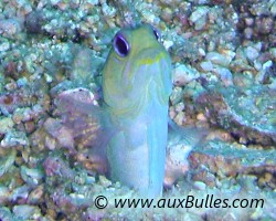 Marionnette tête d'or (Opistognathus aurifrons) Marionnette tête d'or (Opistognathus aurifrons)