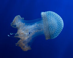 Méduse constellée (Phyllorhiza punctata) Méduse constellée (Phyllorhiza punctata)