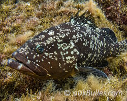 Mérou brun (Epinephelus marginatus) Mérou brun (Epinephelus marginatus)