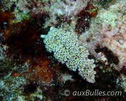 Limace de mer frisée (Elysia crispata)