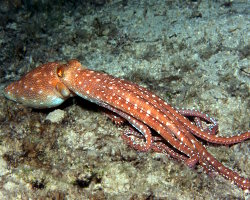 Poulpe tacheté (Callistoctopus macropus) Poulpe tacheté (Callistoctopus macropus)