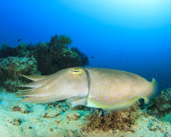 Seiche pharaon (Sepia pharaonis) Seiche pharaon (Sepia pharaonis)
